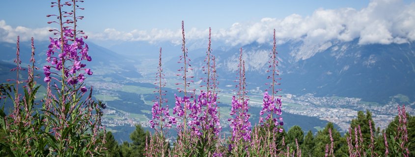 Panoramafoto Tirol mit alpinen Pflanzen